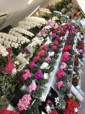 「フラワーショップさかい」　（長崎県島原市）の花屋店舗写真2